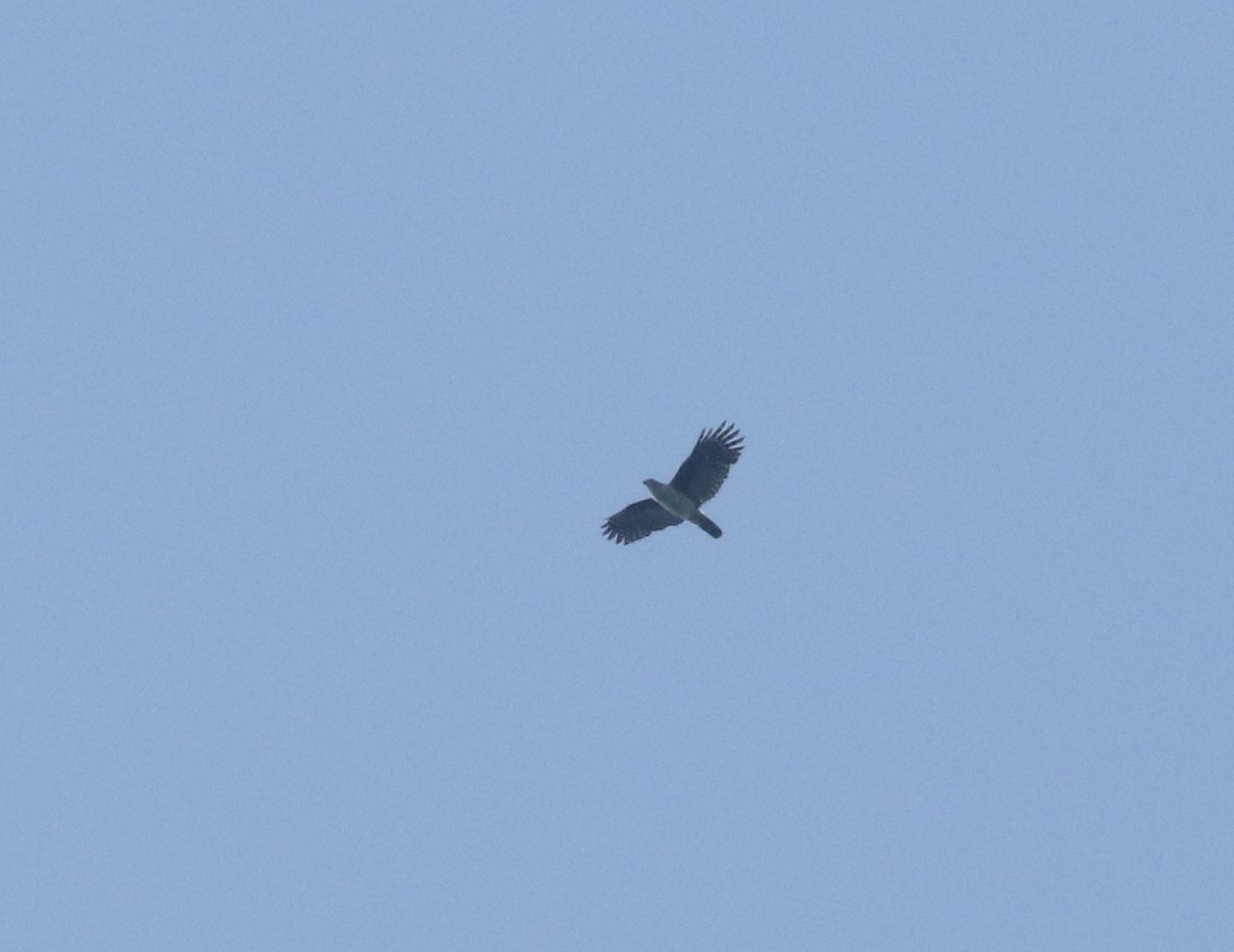 Gray-headed Kite - ML540772891