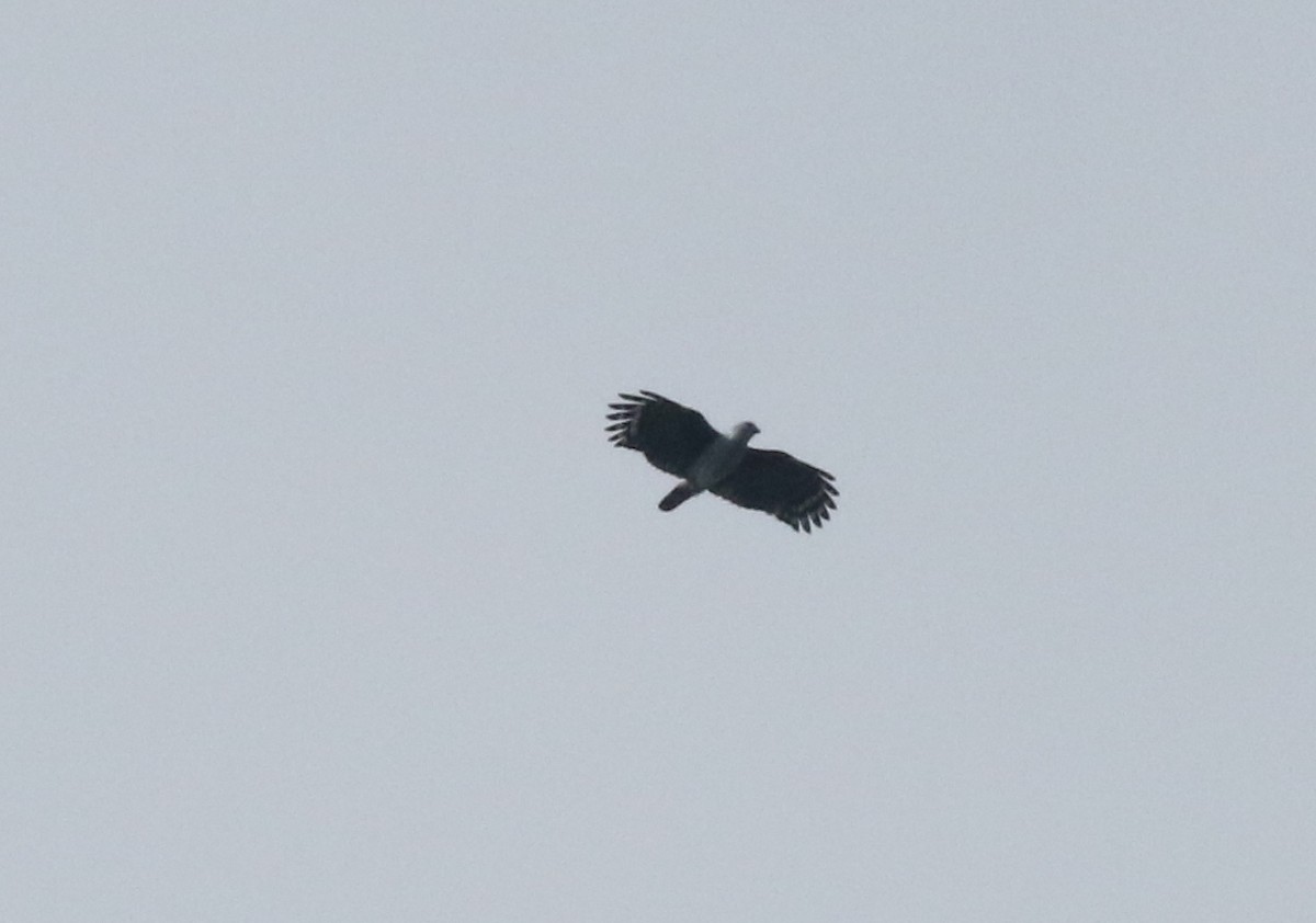Gray-headed Kite - ML540773011