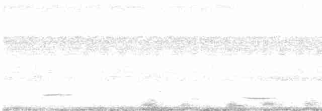 holub bělobřichý - ML540775181