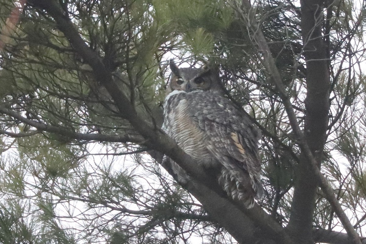 Great Horned Owl - ML540775731