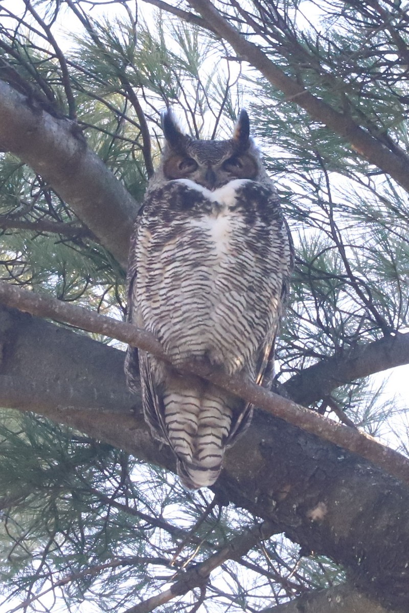 Great Horned Owl - ML540776141