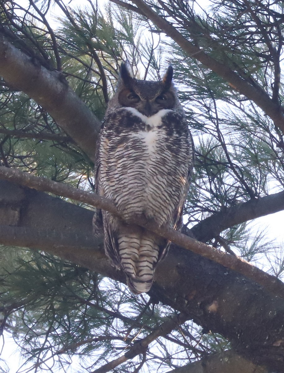 Great Horned Owl - ML540776151