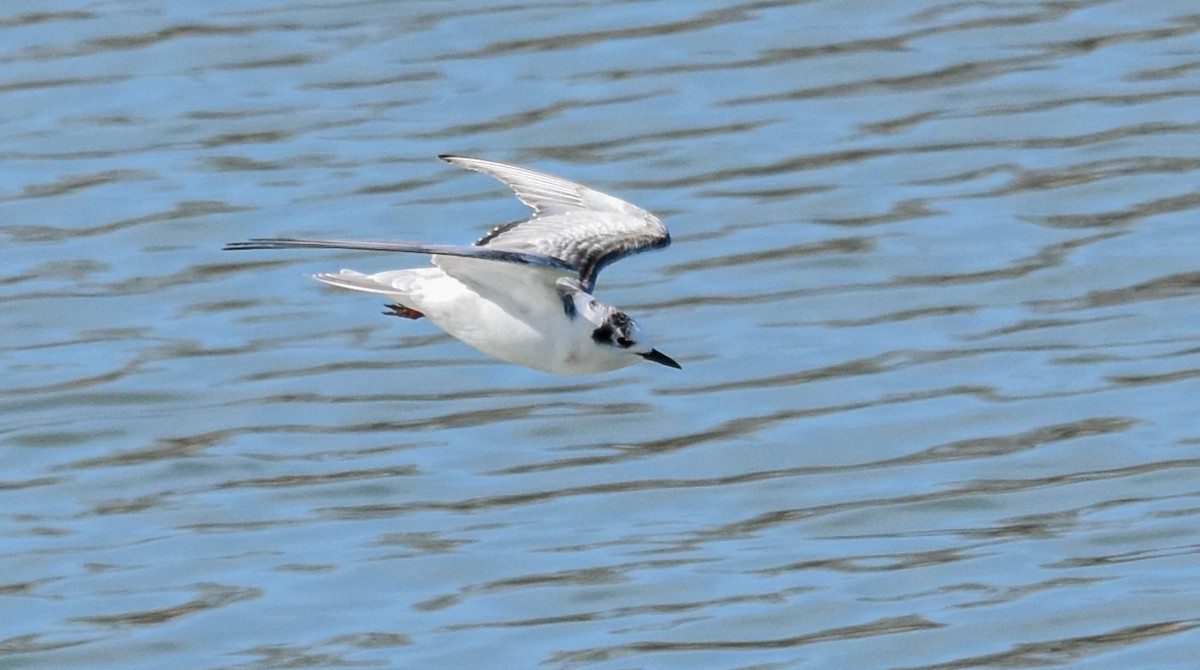 White-winged Tern - ML540776511