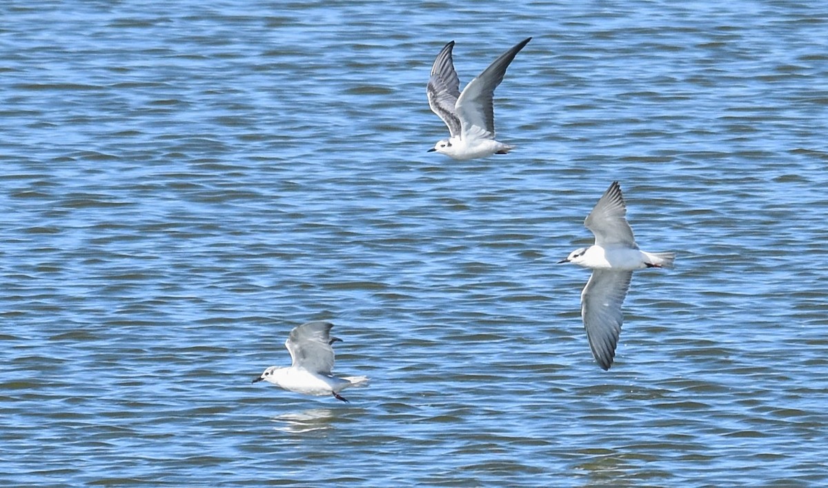 White-winged Tern - ML540776521