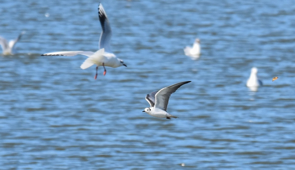 White-winged Tern - ML540776531