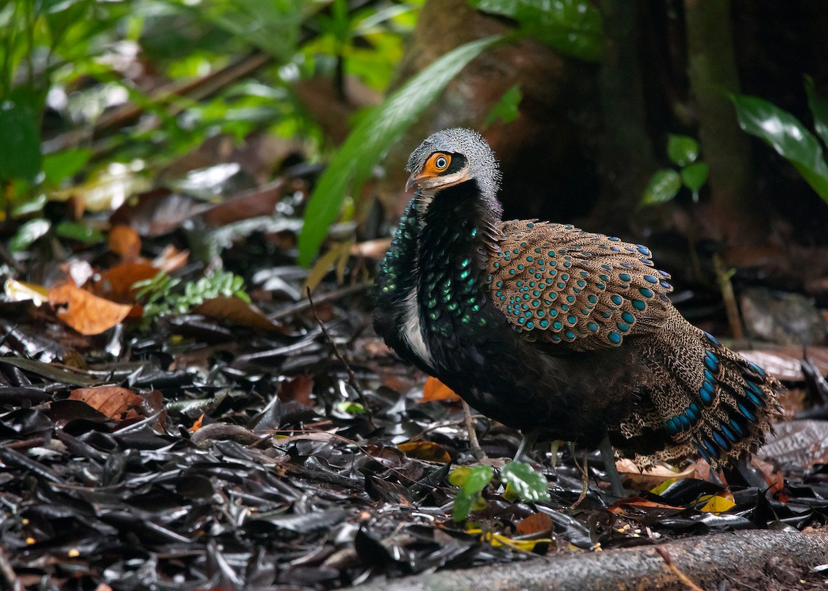 Bornean Peacock-Pheasant - ML540780531