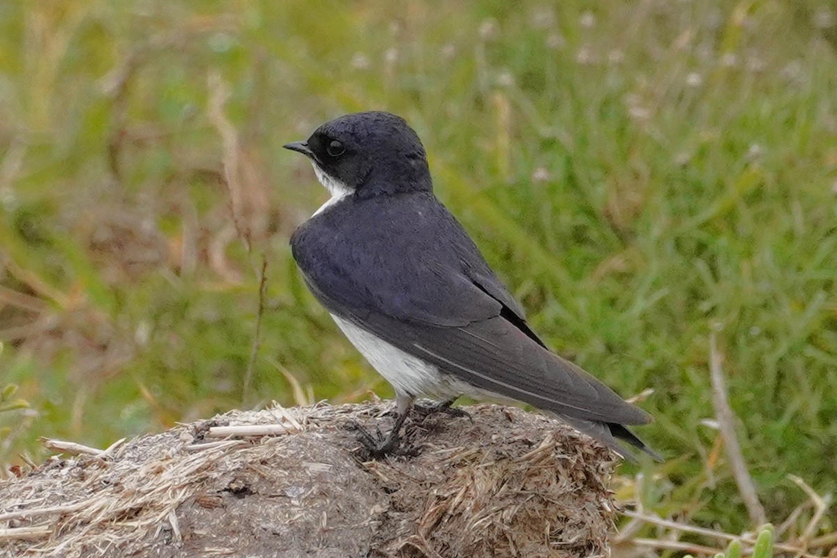 Pearl-breasted Swallow - ML540781691