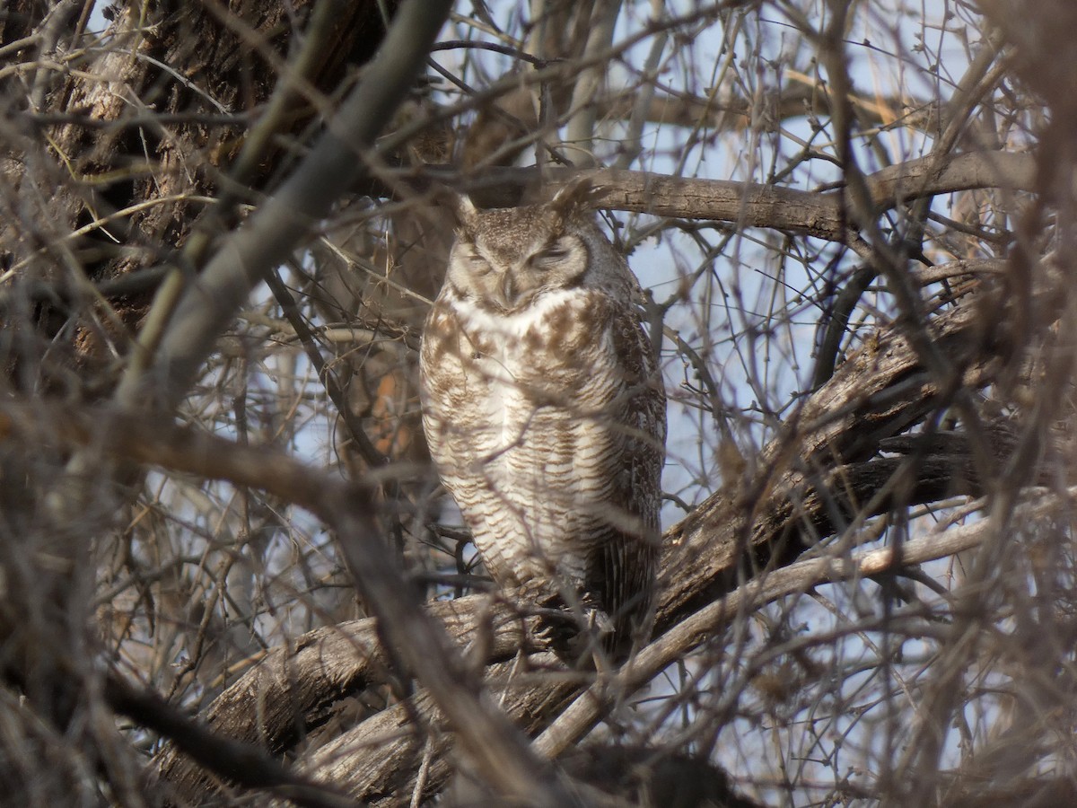 Great Horned Owl - ML540784081