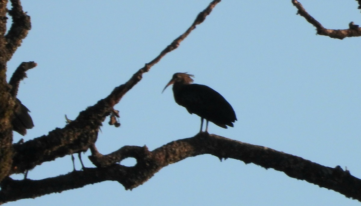 ibis olivový - ML540784951