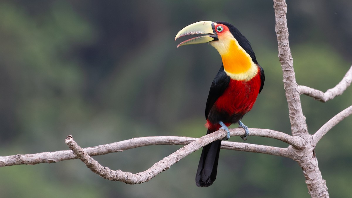Red-breasted Toucan - ML540785911