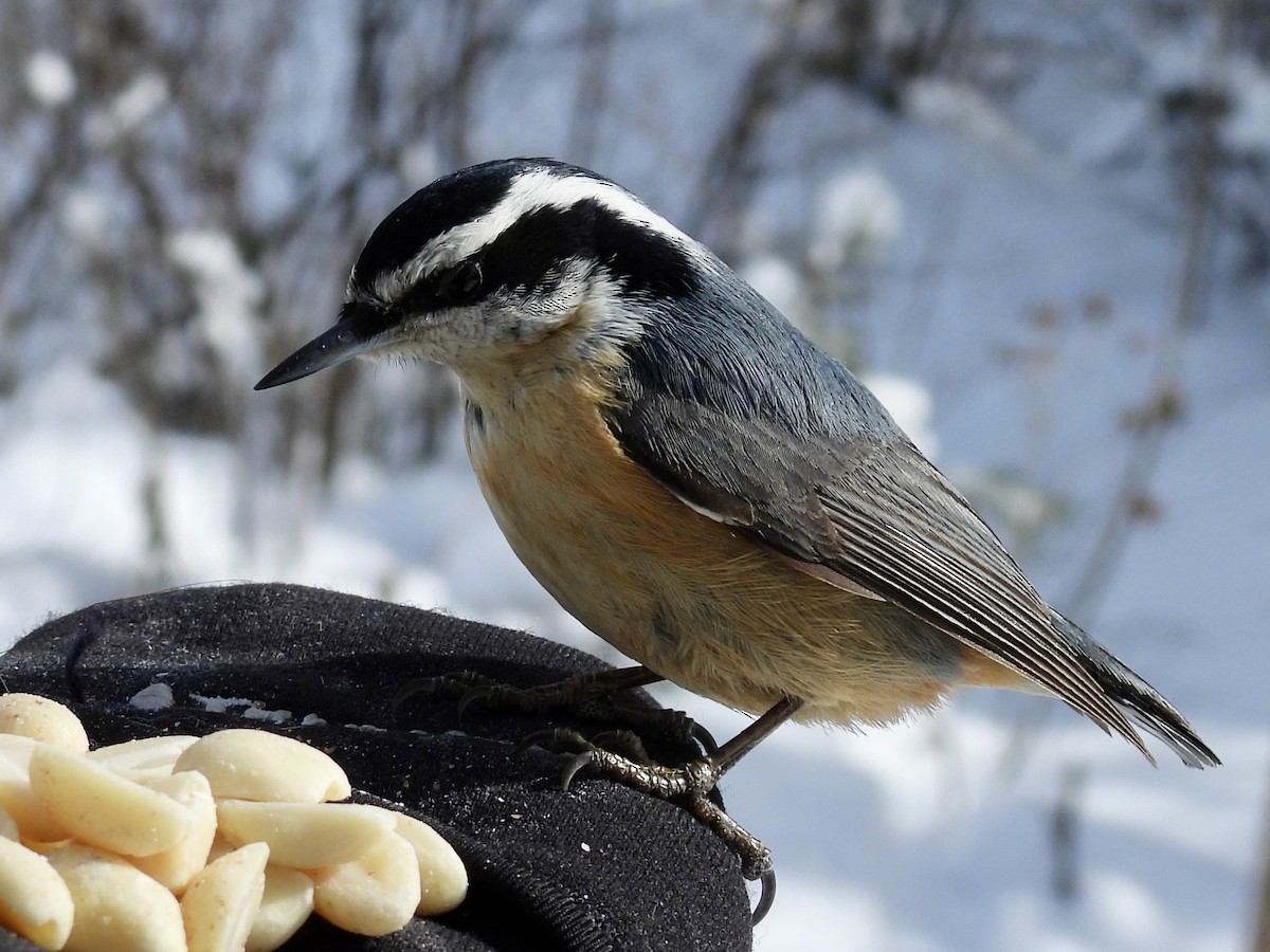 Red-breasted Nuthatch - ML540787291