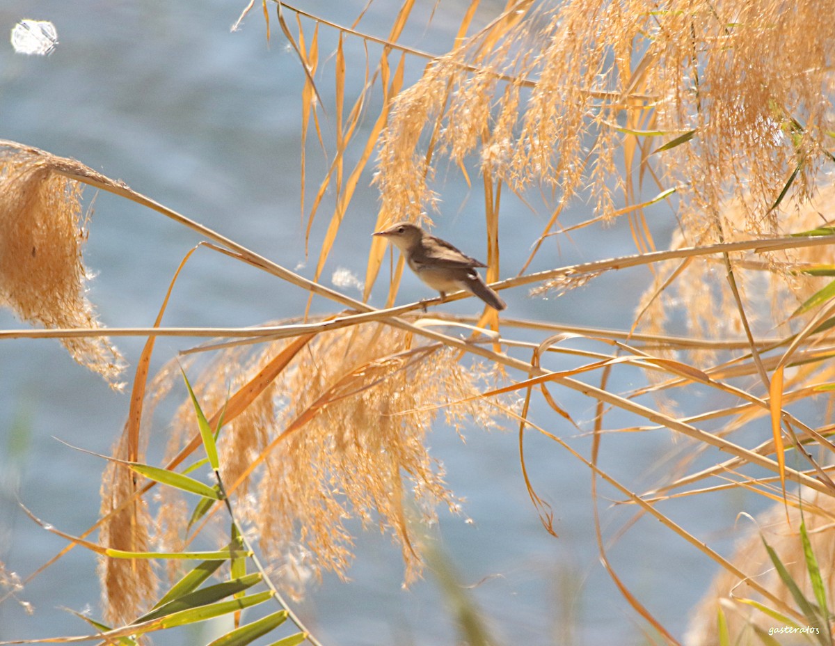 Common Reed Warbler - ML540793141