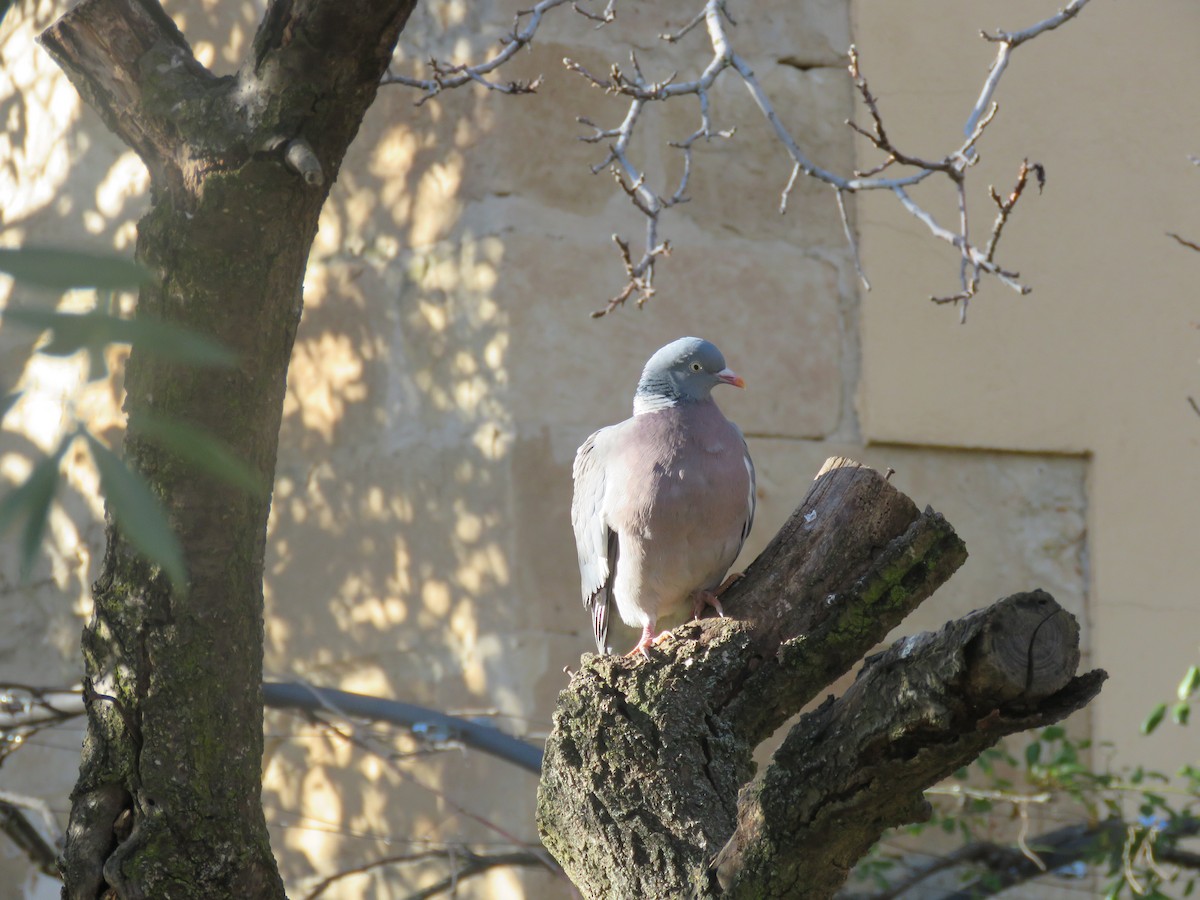 Common Wood-Pigeon - ML540794381