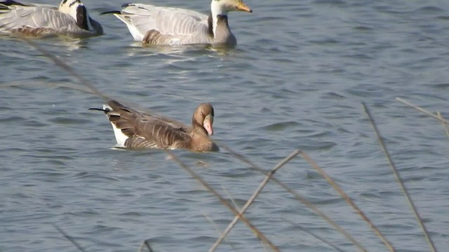 Greater White-fronted Goose - ML540796931