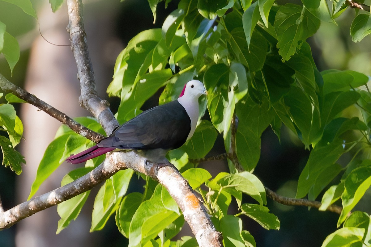 Red-naped Fruit-Dove - ML540796991