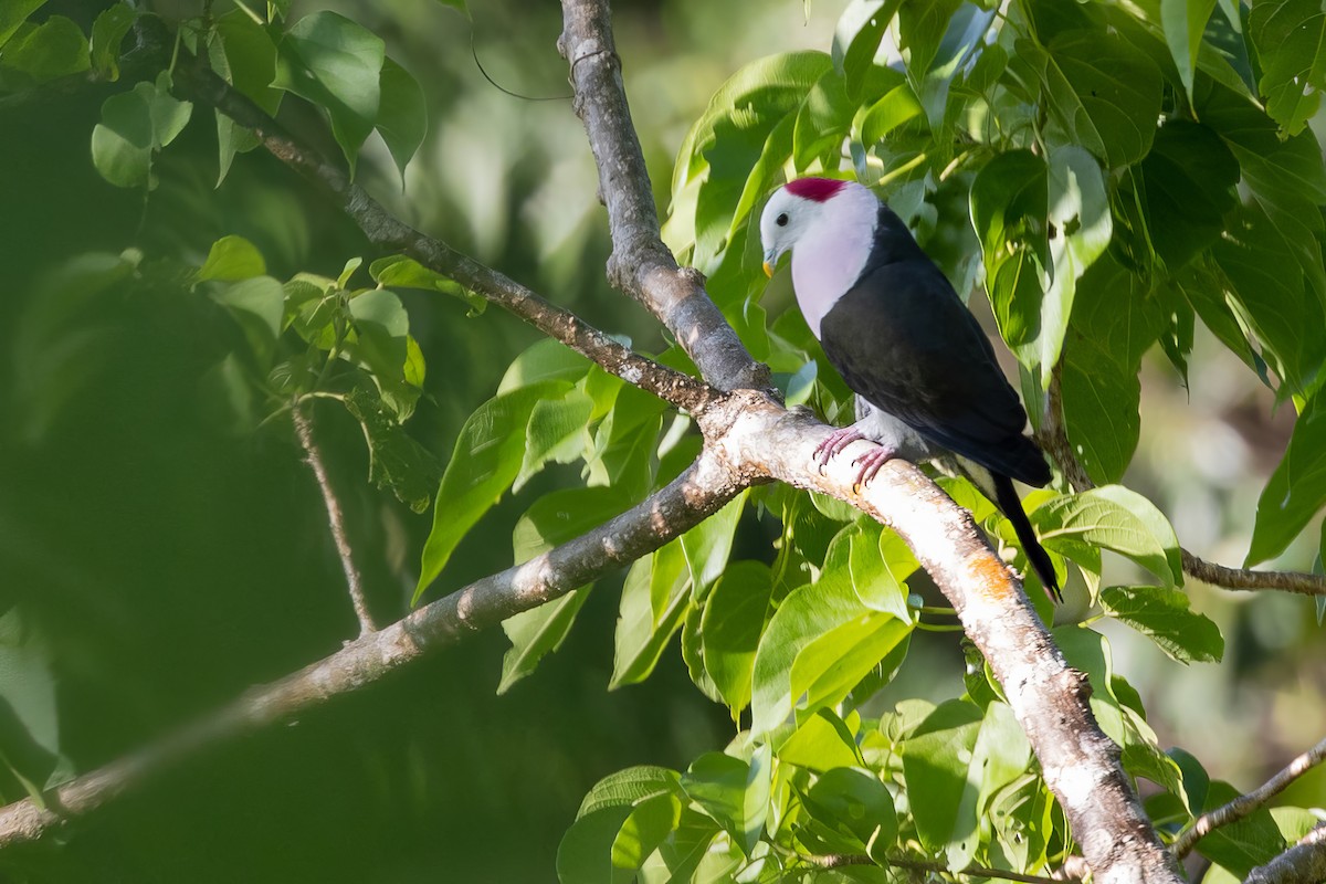 Red-naped Fruit-Dove - ML540797001