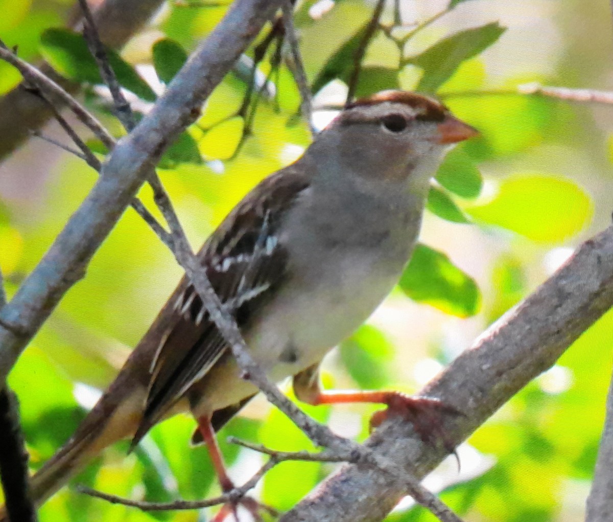 White-crowned Sparrow - ML540797501