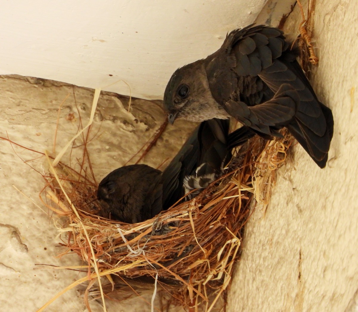 Cave Swiftlet - ML540799251