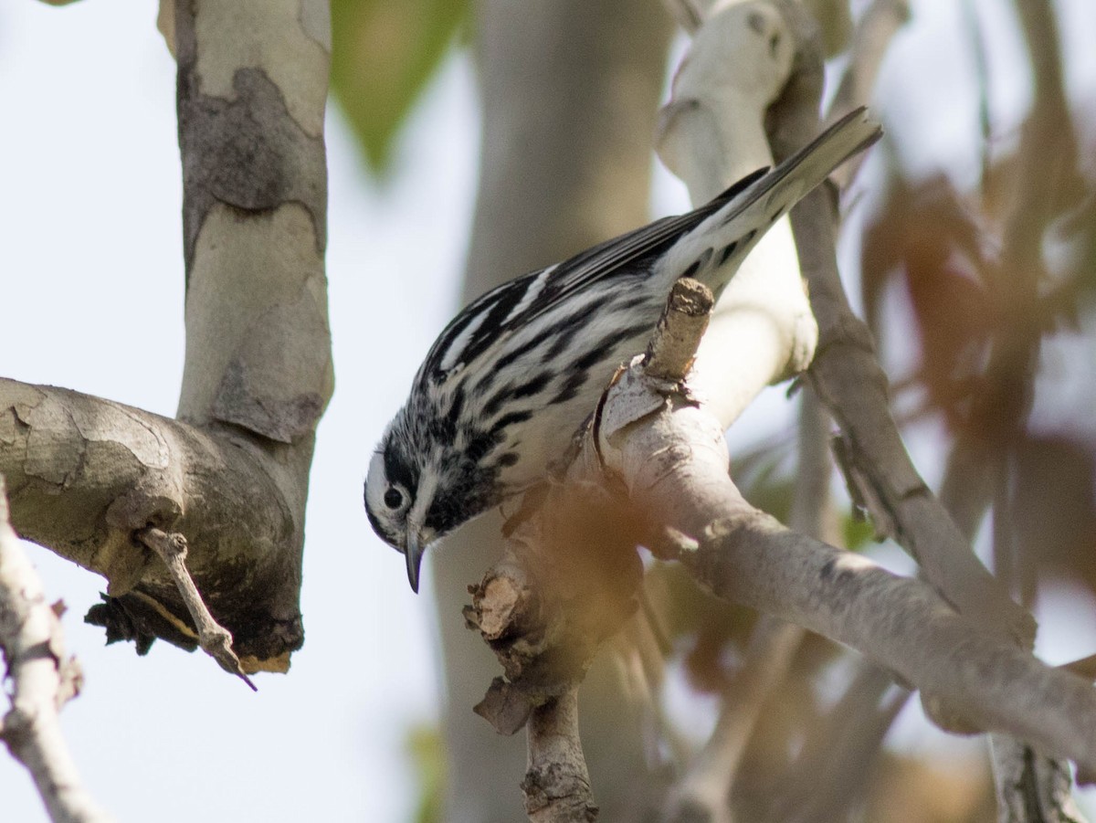Black-and-white Warbler - ML54079941
