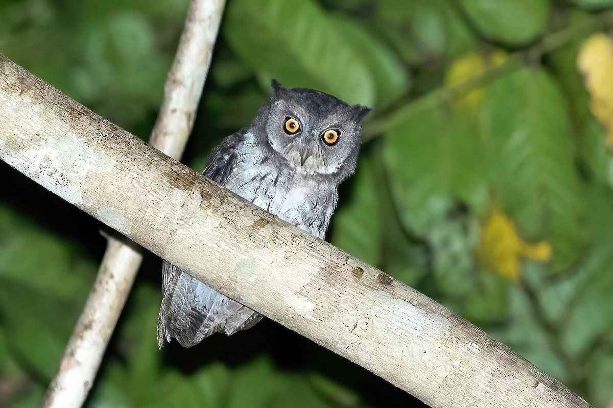 Moluccan Scops-Owl (Moluccan) - ML540800111