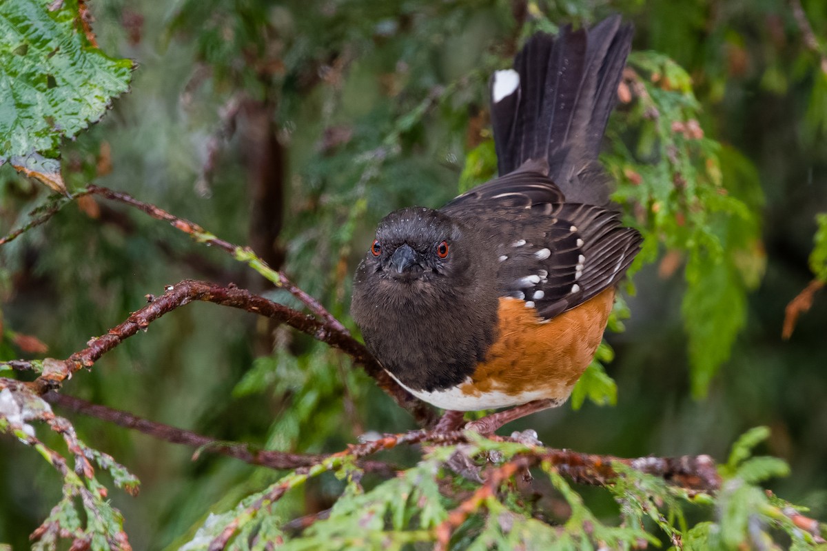 Spotted Towhee - ML540804621