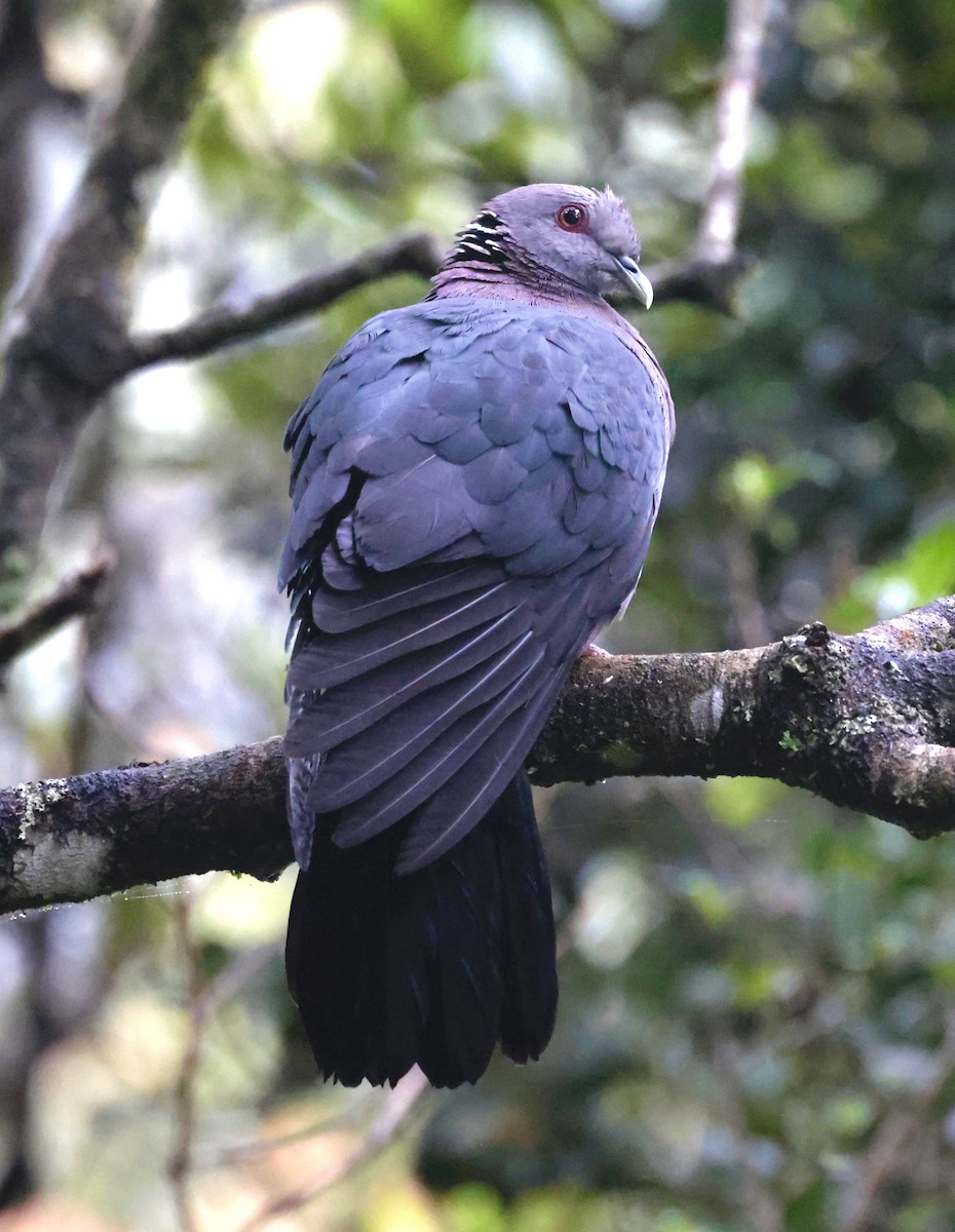 Sri Lanka Wood-Pigeon - ML540808391