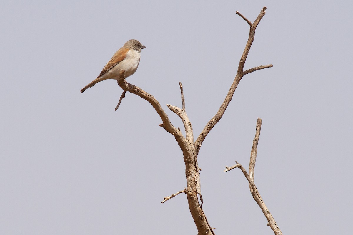 Northern Gray-headed Sparrow - ML540813501