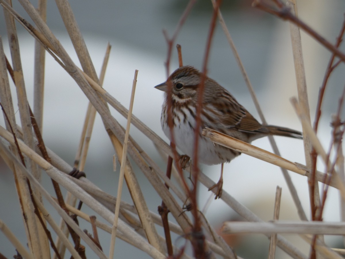 Song Sparrow - Tom Wheatley
