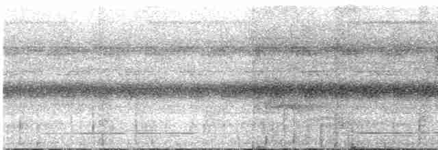 Pic ondé (groupe grammicus) - ML540818621