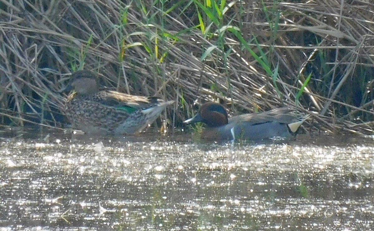 Green-winged Teal - ML540819821