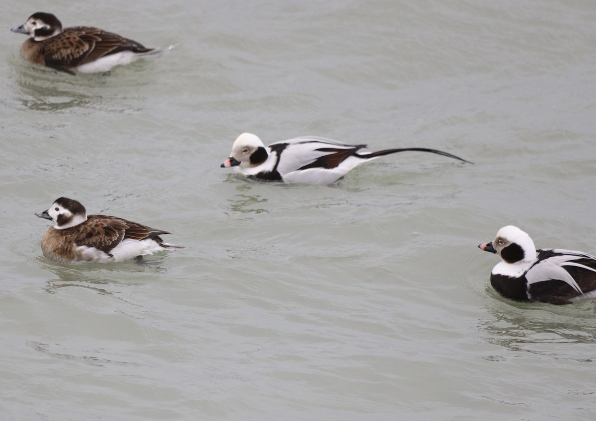 Long-tailed Duck - ML540820901