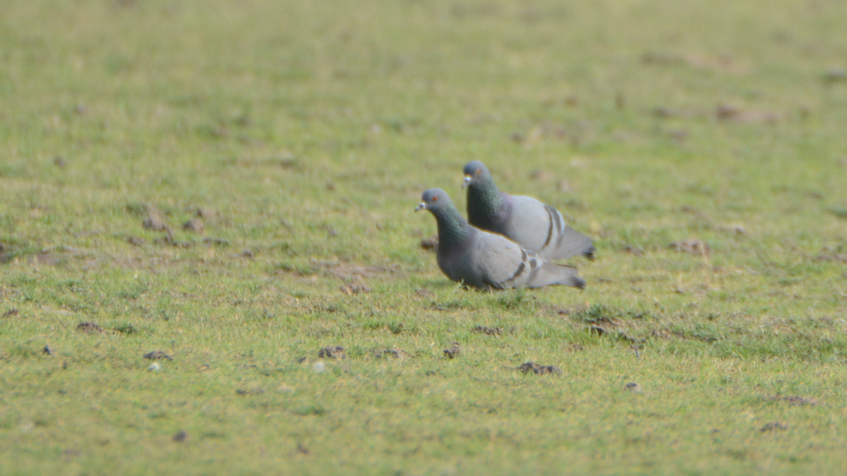 Rock Pigeon (Feral Pigeon) - ML540823281