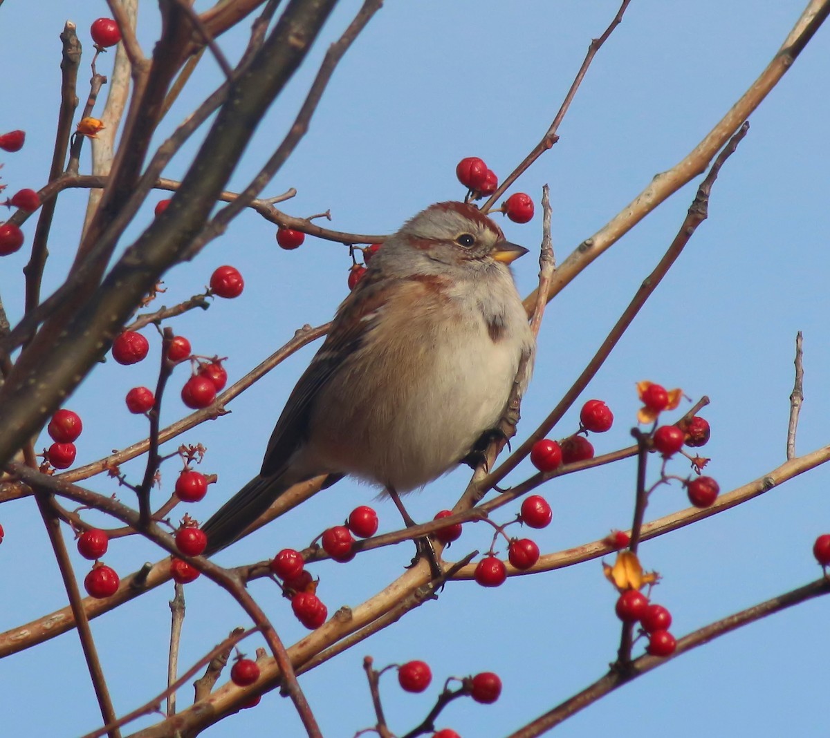 American Tree Sparrow - Brenda Bull