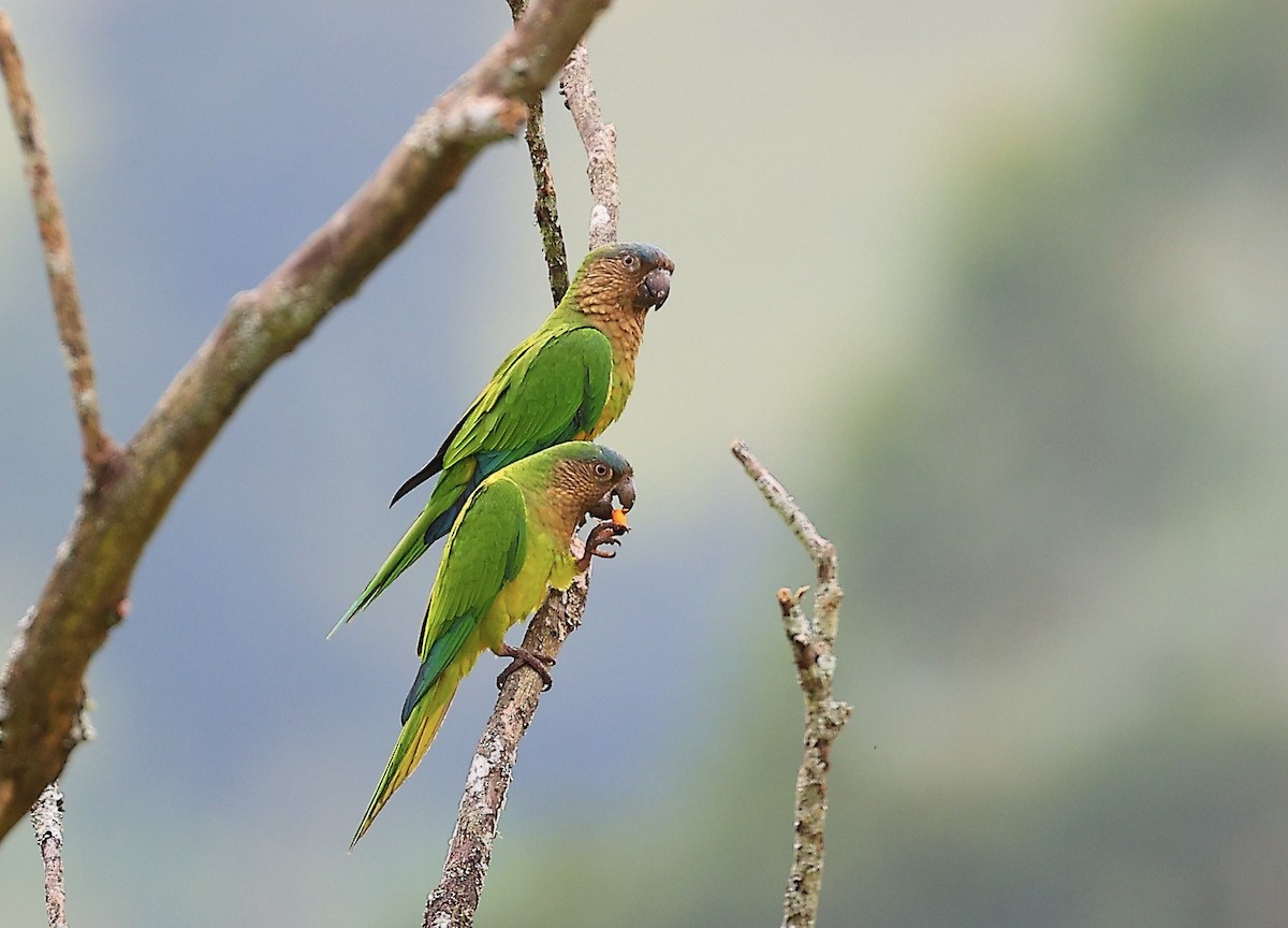 Brown-throated Parakeet - ML540825431