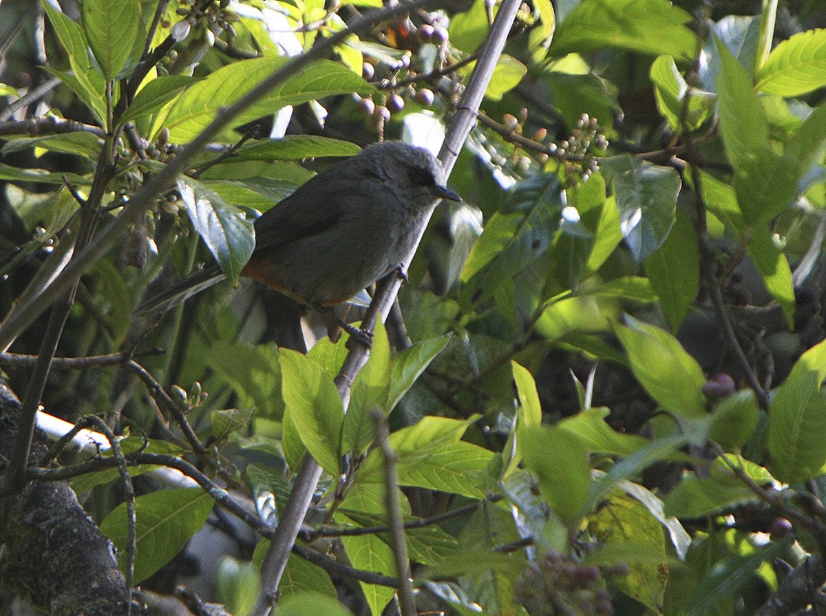 Abyssinian Catbird - ML540825901