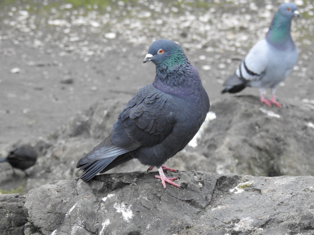 Rock Pigeon (Feral Pigeon) - ML540827871