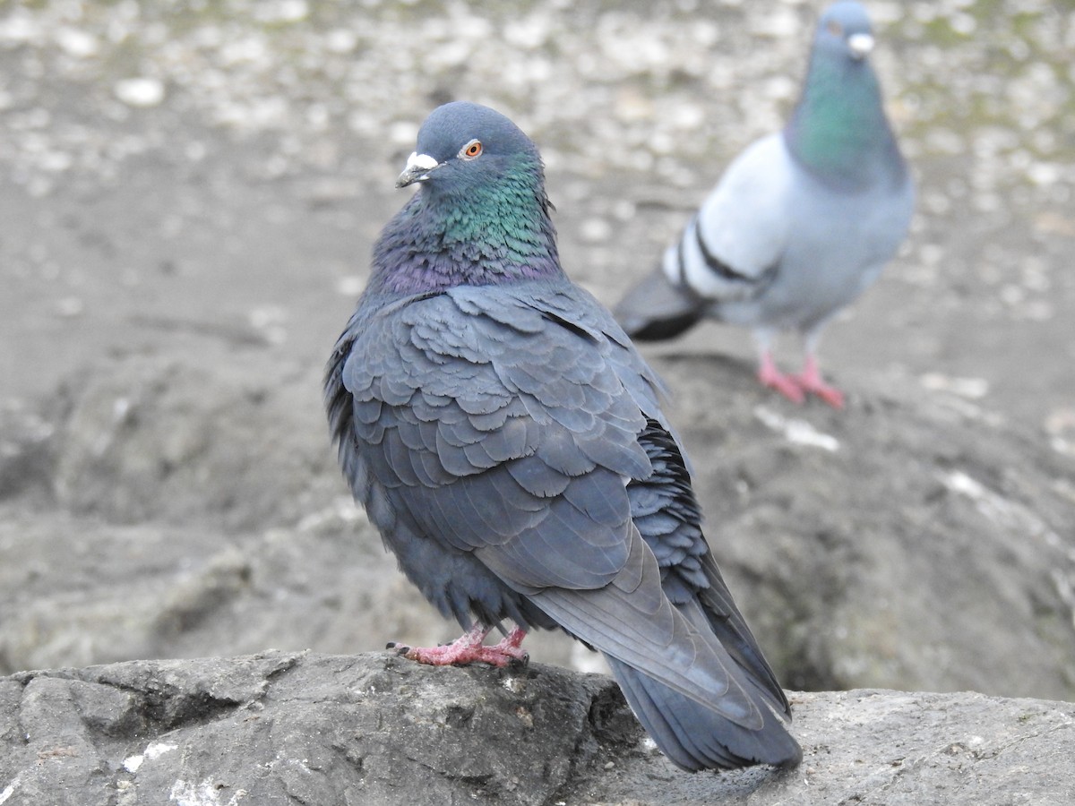 Rock Pigeon (Feral Pigeon) - ML540827911