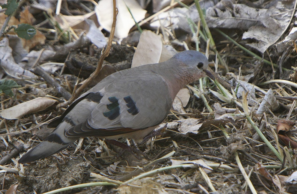 Emerald-spotted Wood-Dove - ML540829171