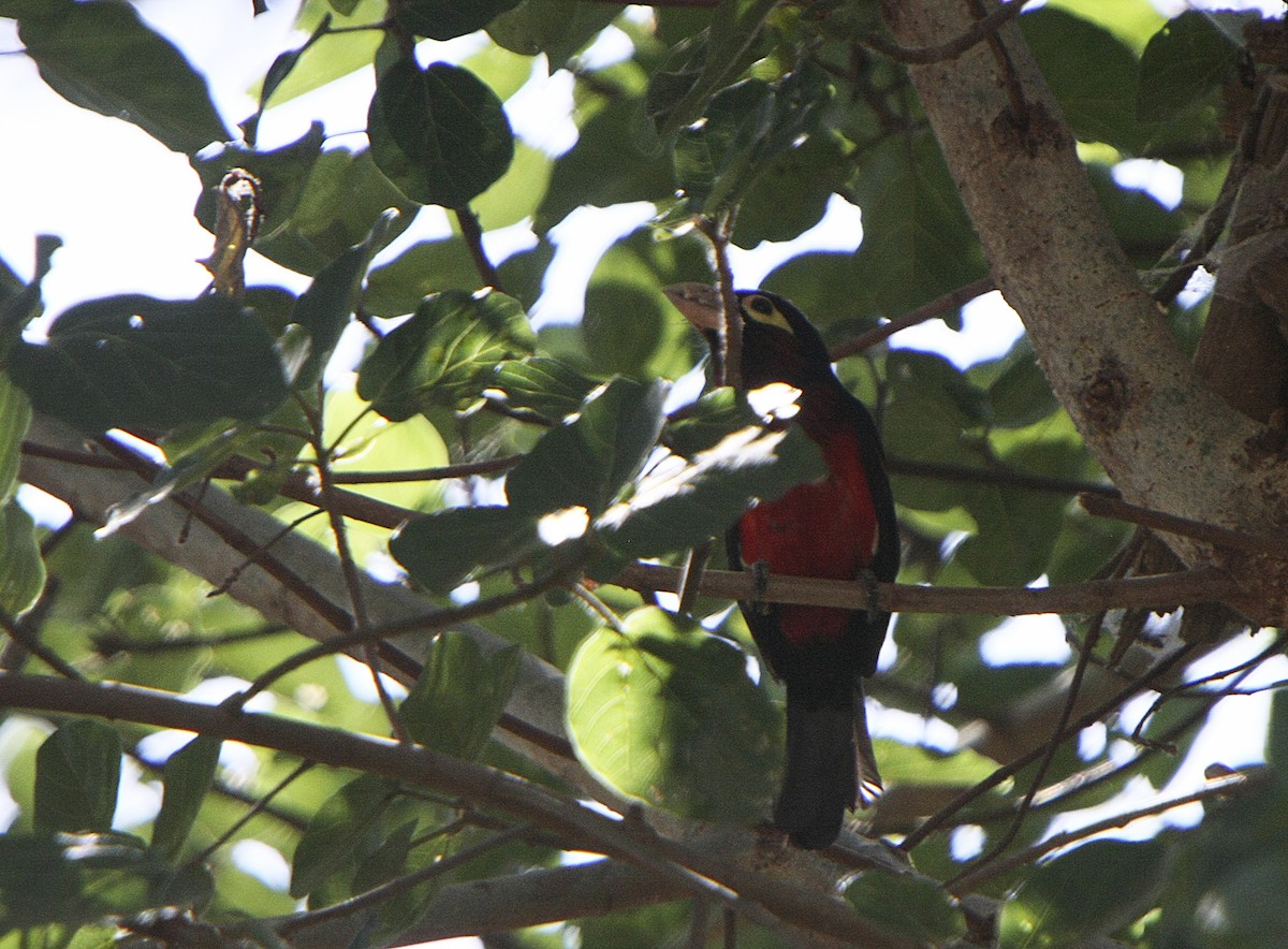 Double-toothed Barbet - ML540829211