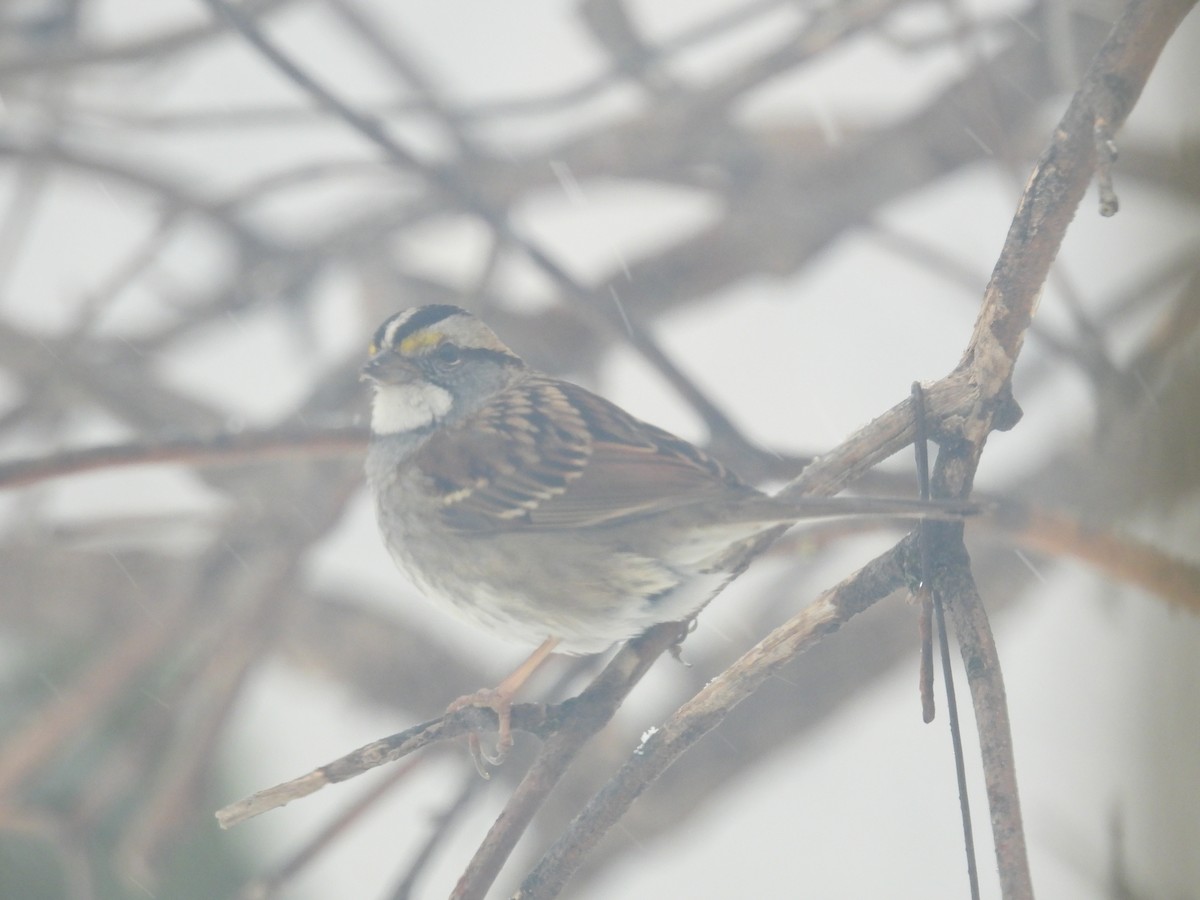 White-throated Sparrow - ML540829721