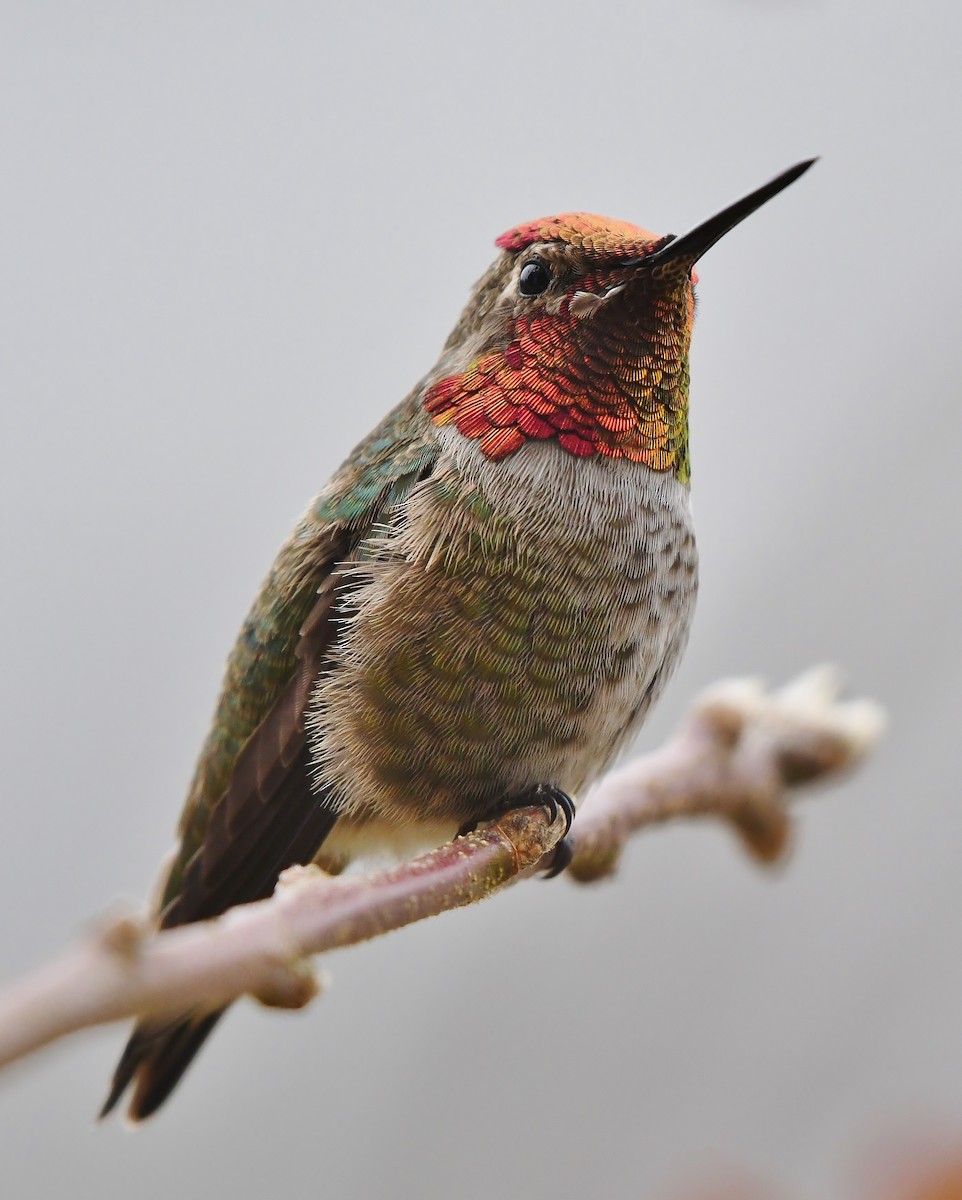 Anna's Hummingbird - ML540830631
