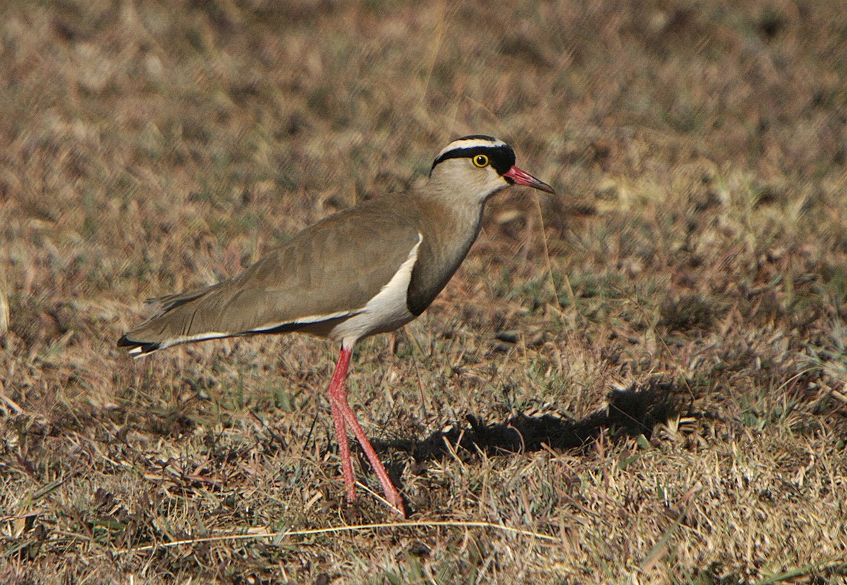 Crowned Lapwing - ML540839711