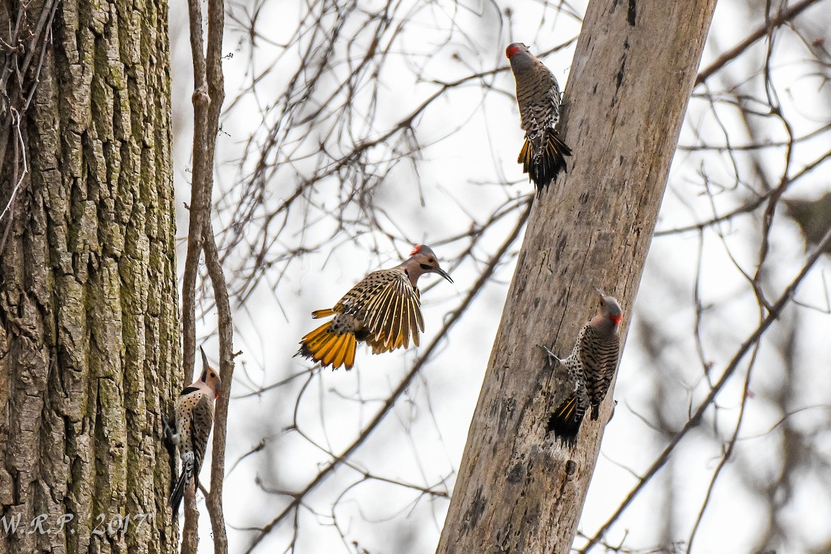 Northern Flicker (Yellow-shafted) - Rose White