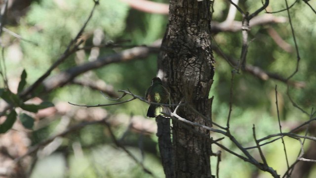 White-eared Hummingbird - ML540848671