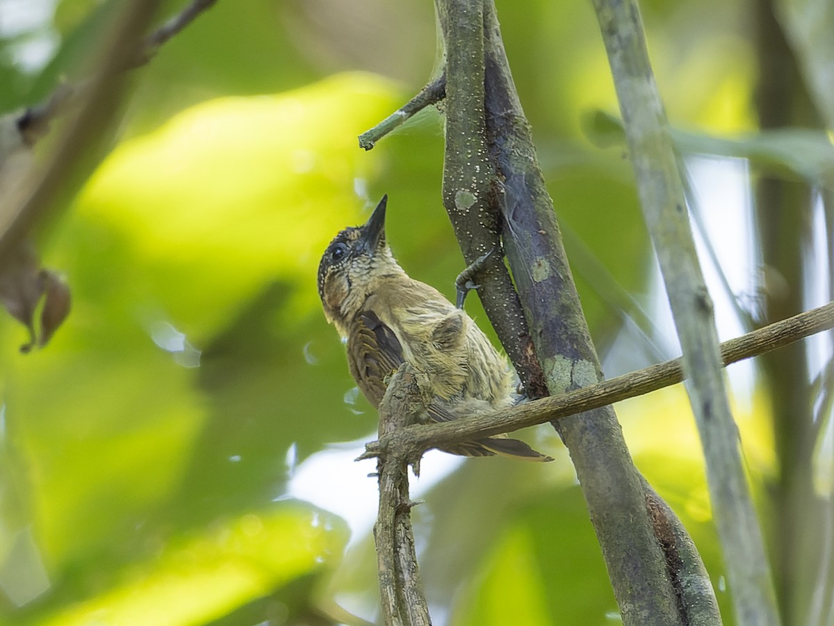 Olivaceous Piculet - ML540848781