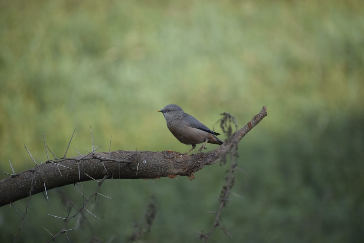 Chestnut-tailed Starling - ML540849541
