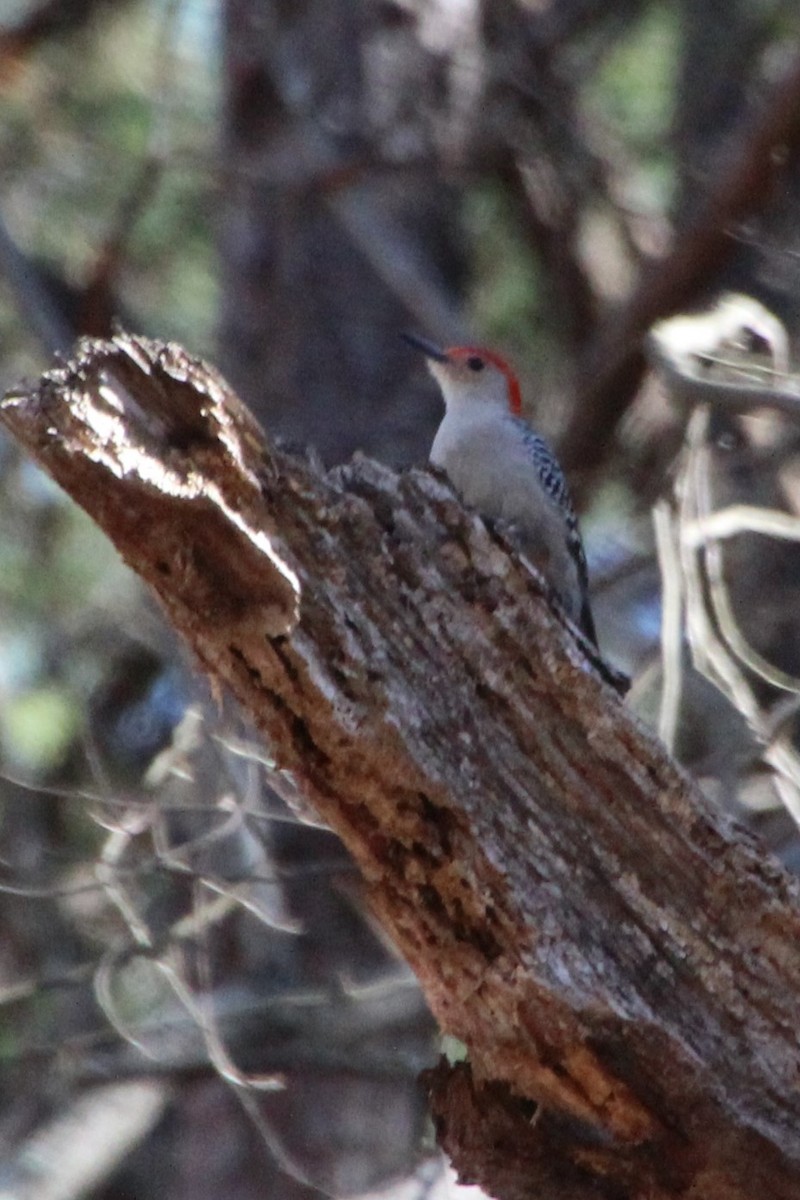 Red-bellied Woodpecker - ML540850931