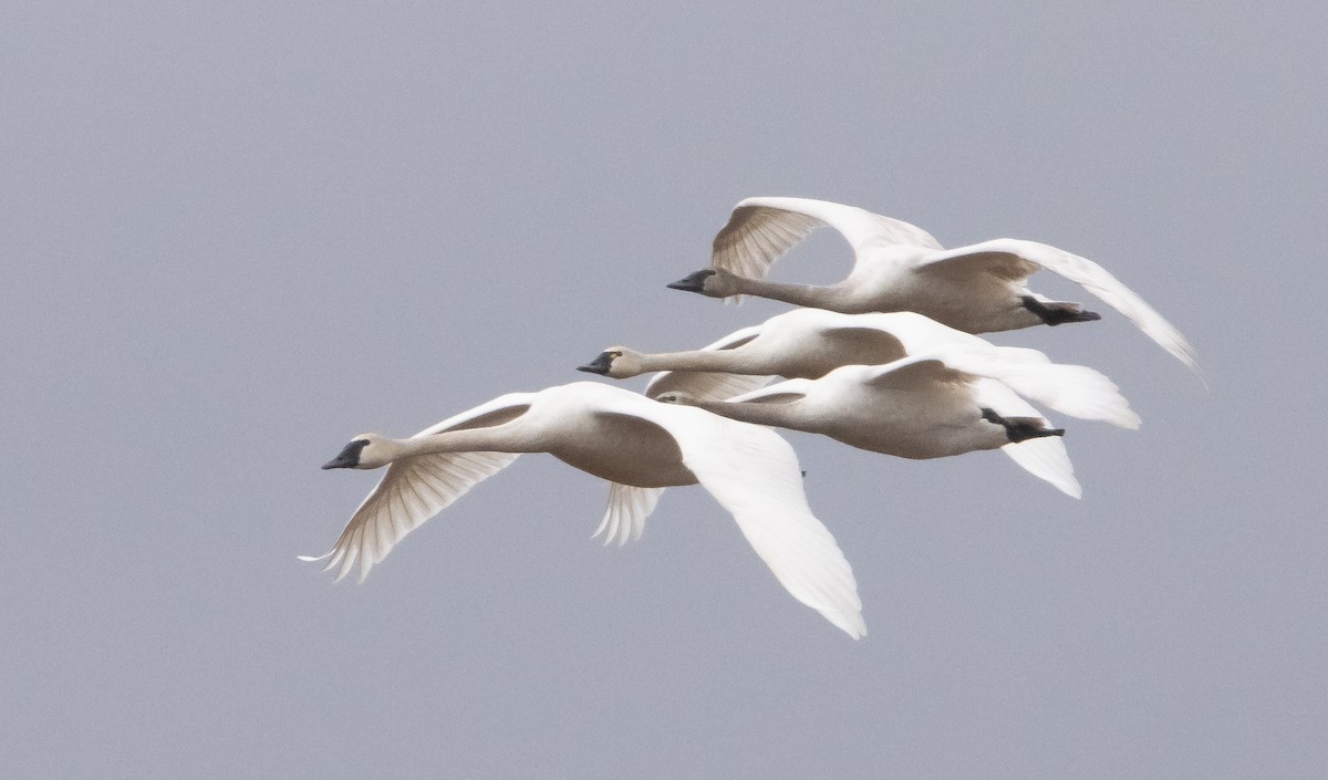 Tundra Swan (Whistling) - ML540853301