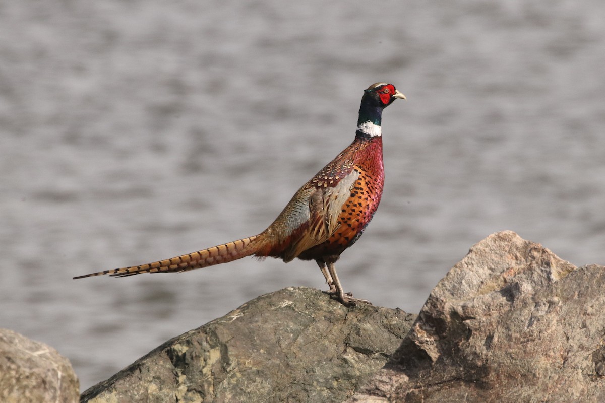 Ring-necked Pheasant - ML540855041