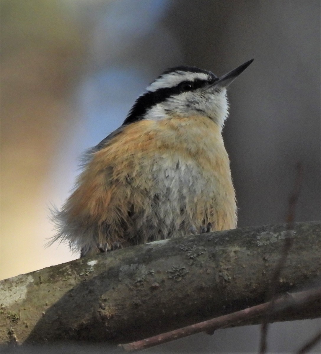 Red-breasted Nuthatch - ML540856611